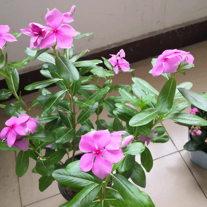 家电维修的老刘