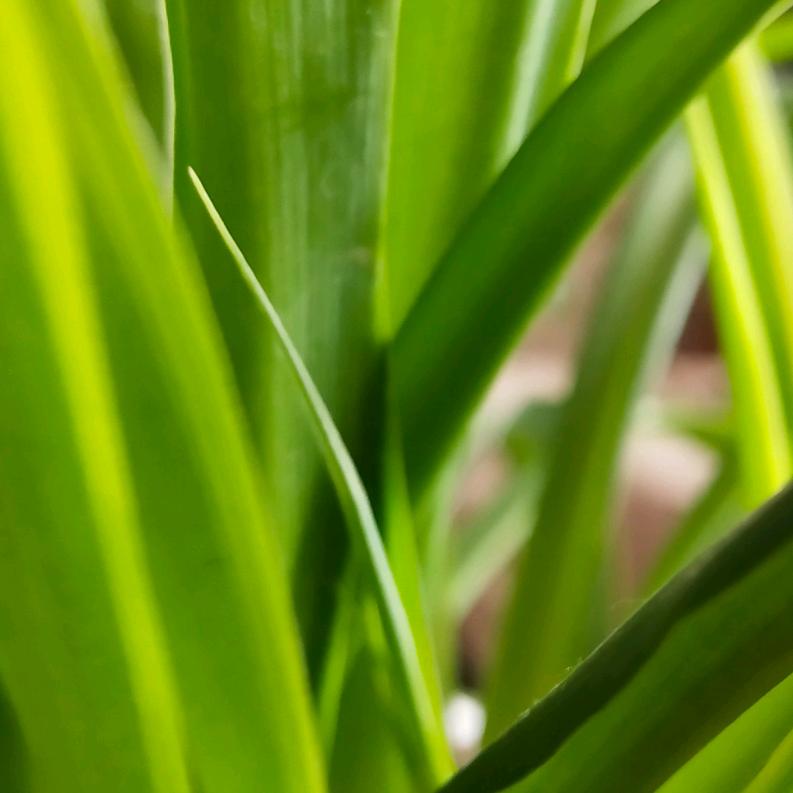 你若安好，便是晴天