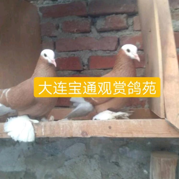 宝通鸽业