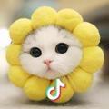 kitty