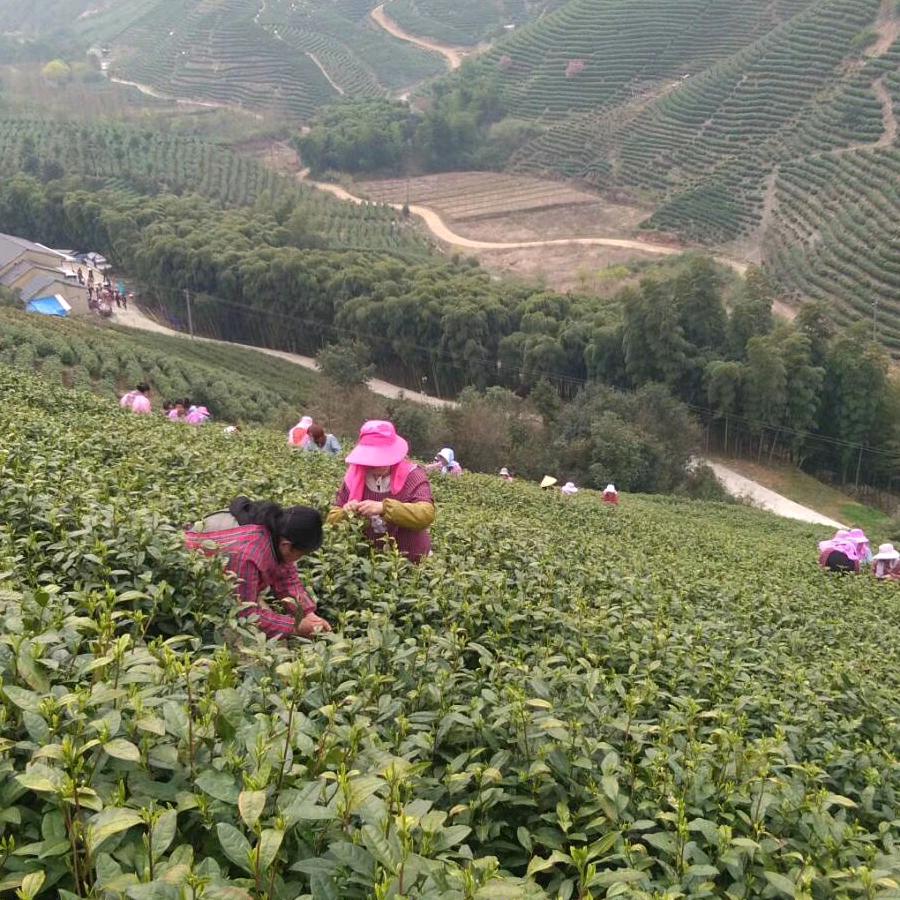 张姐招工，诚信第一