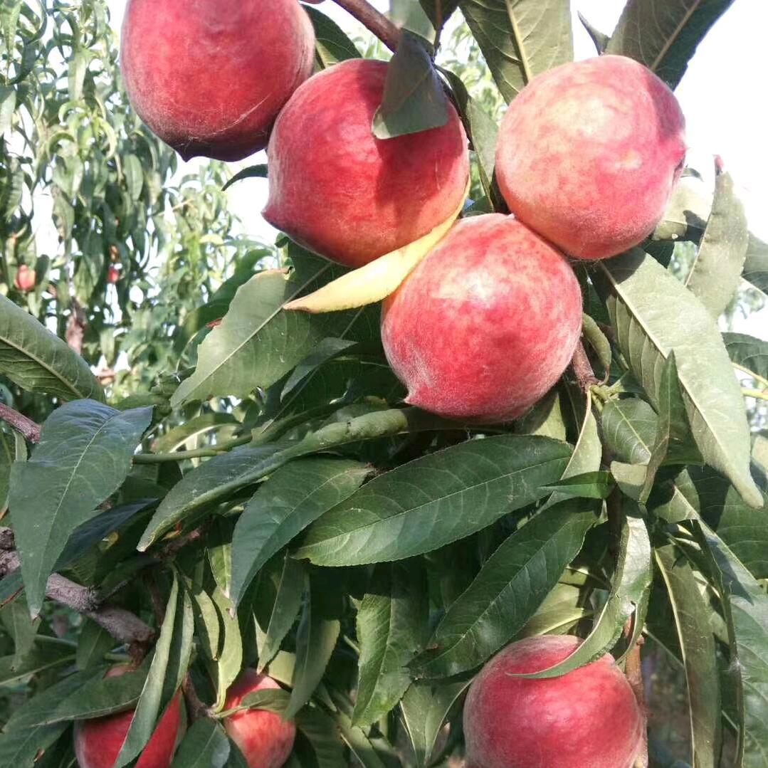 李世亮生态桃果园