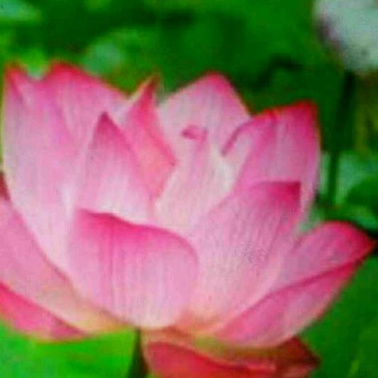 缘分