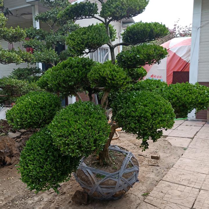 景润园艺
