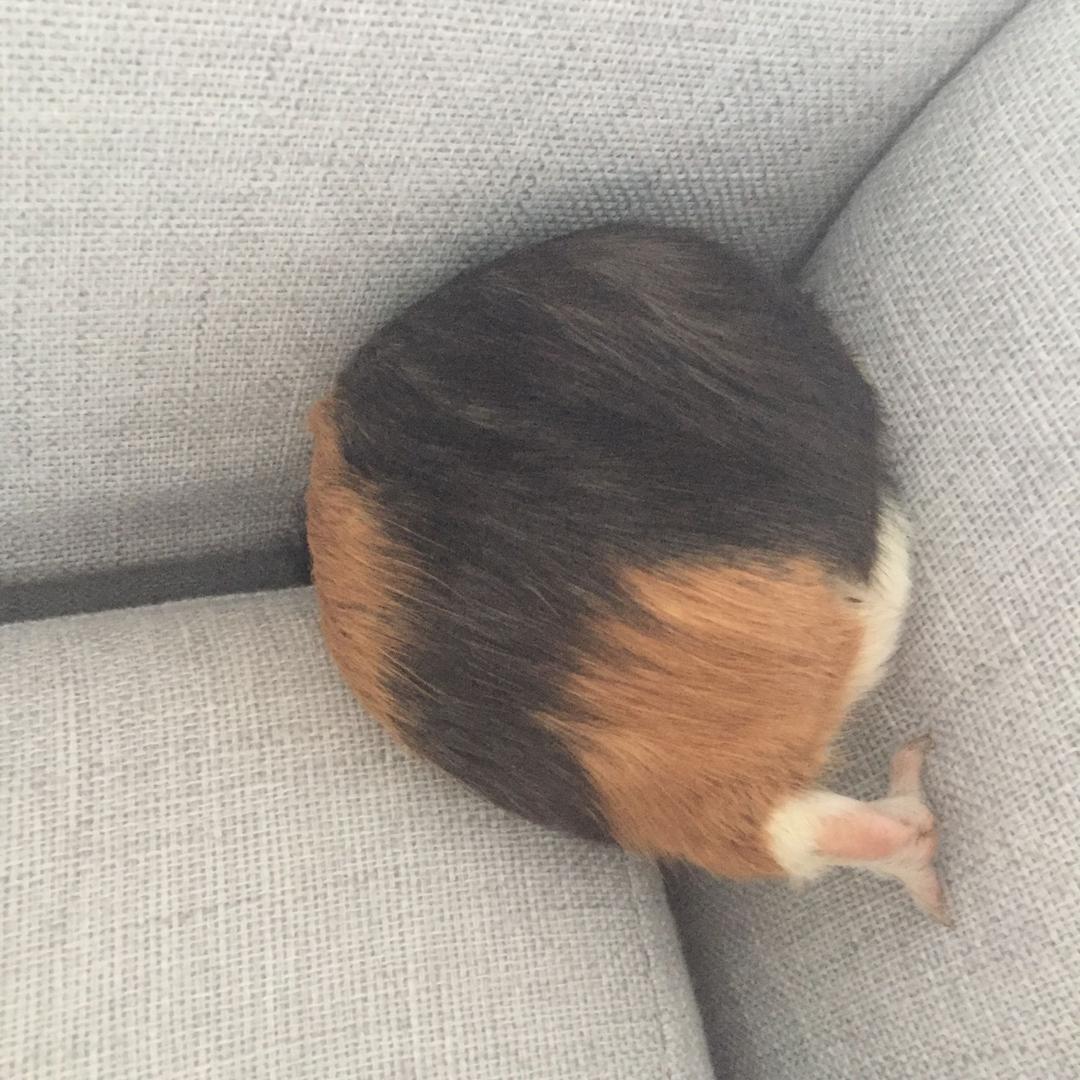 特别能吃的社会主义接班人