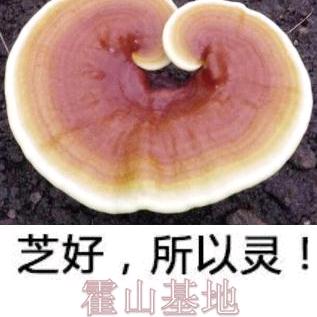 老陈霍山灵芝基地