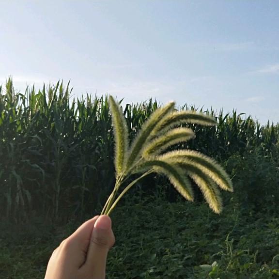 旺旺芋圆