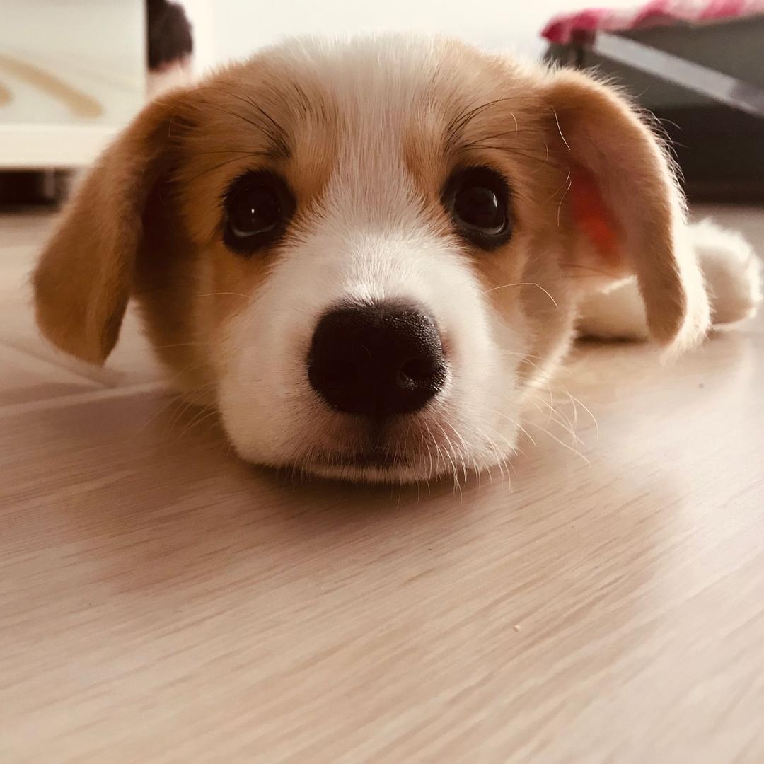 大魔王的发发