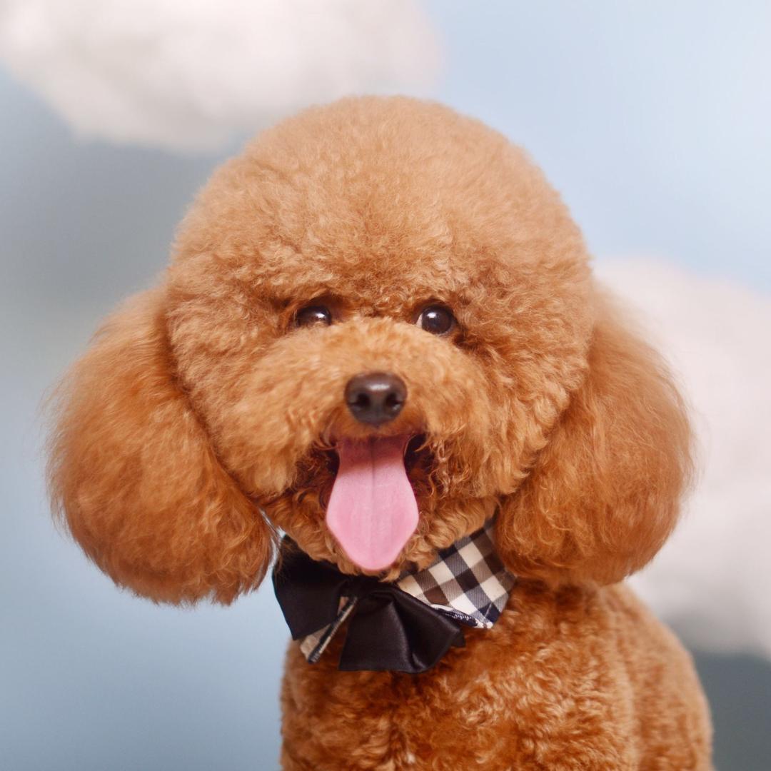 贵宾犬百科