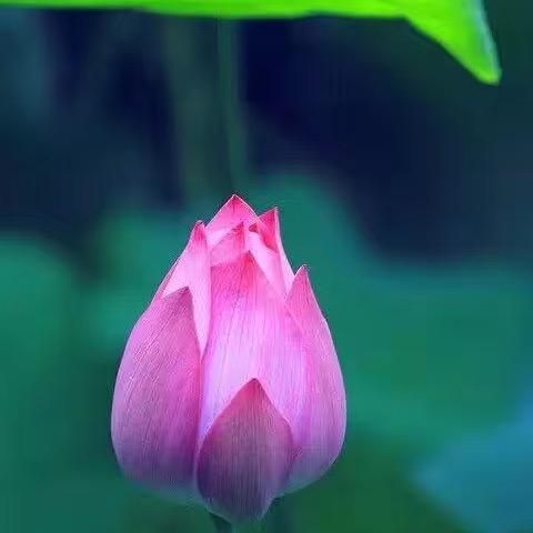 蓝色倾城