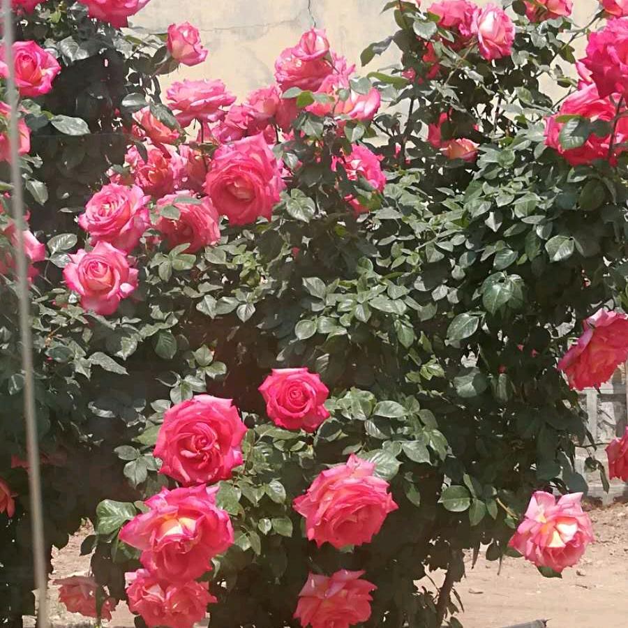 安全带盖土网专营