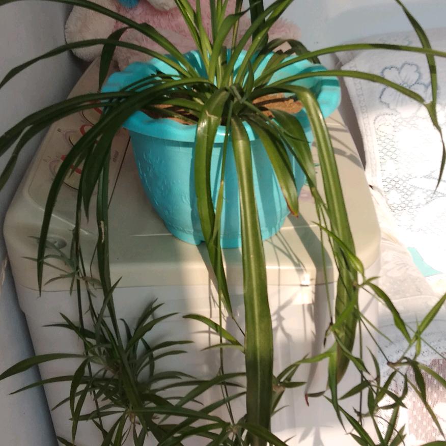 东方欲晩