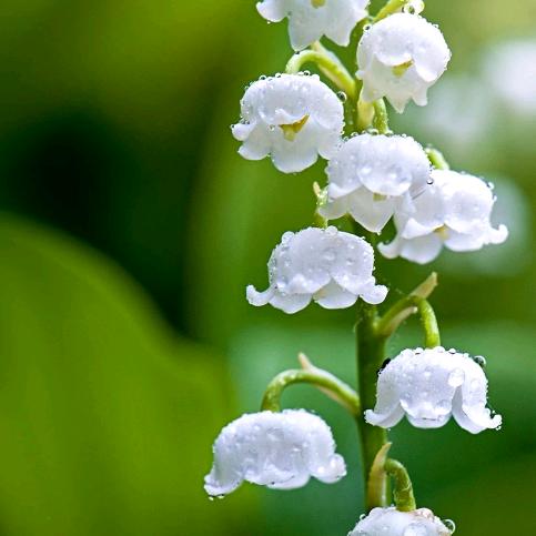百合花
