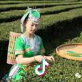 采茶姑娘