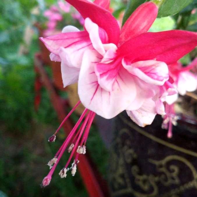 秋落无声