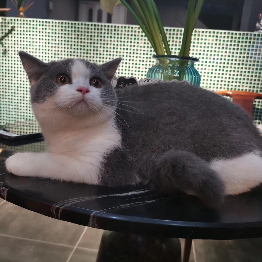 👑花散一地人已非👑