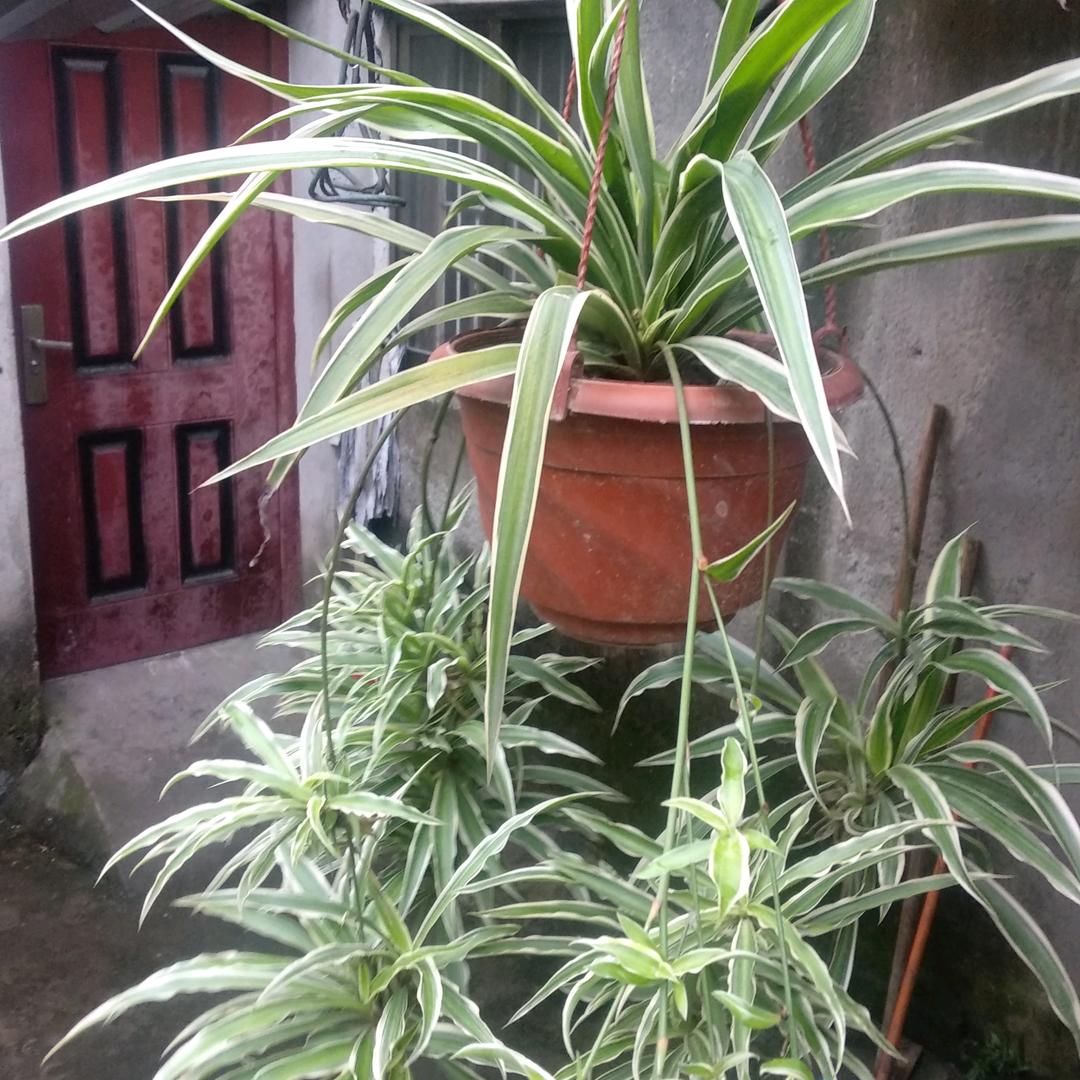 吴老三