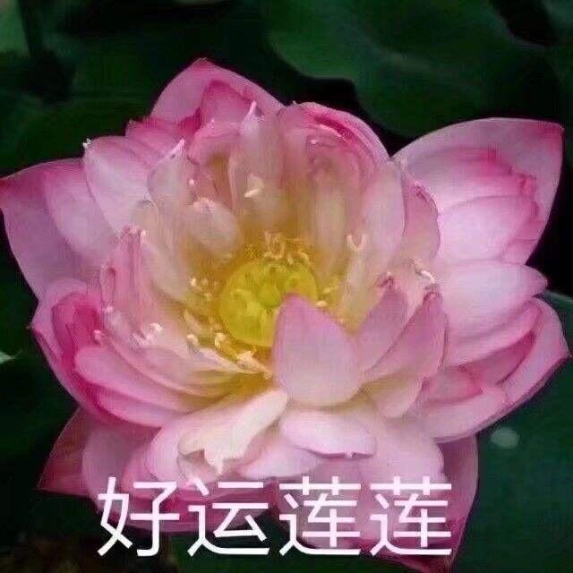 福星高照