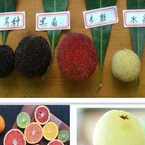 鲜有果果树苗木专营店