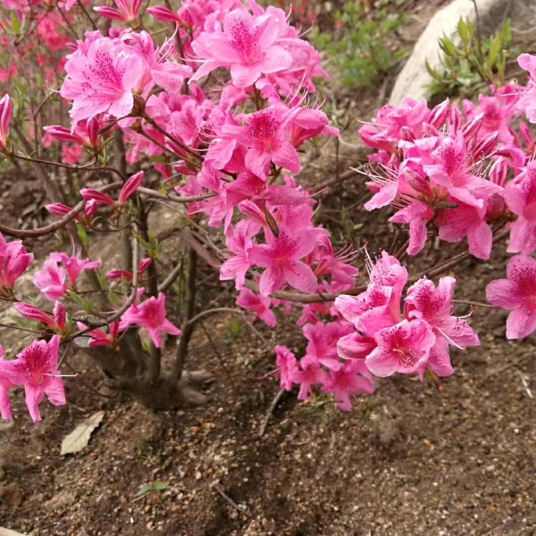 ，，，，。。。。