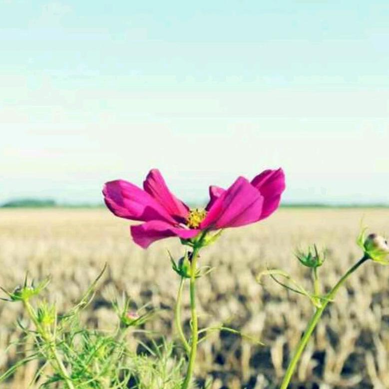 宁静致远🍓🍓🍓