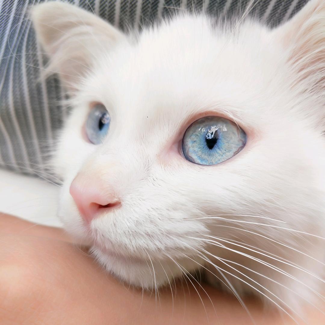 蓝色的猕猴桃