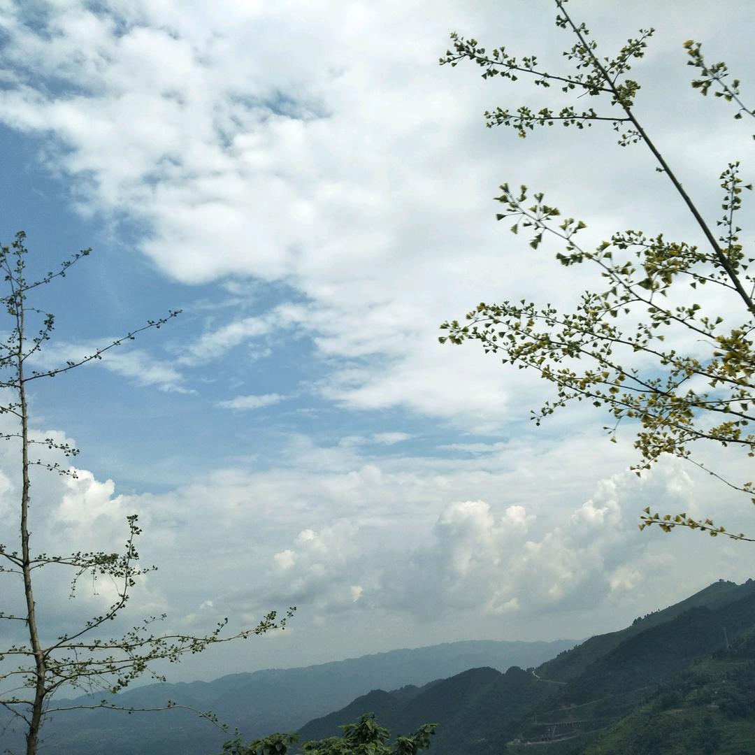 绿叶点点