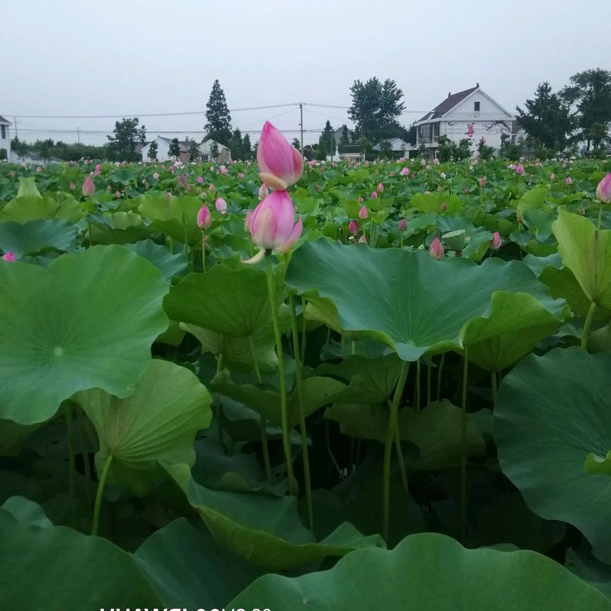 姚家小八妹