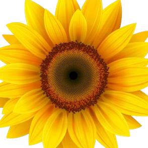 夜来香(有赞必回)