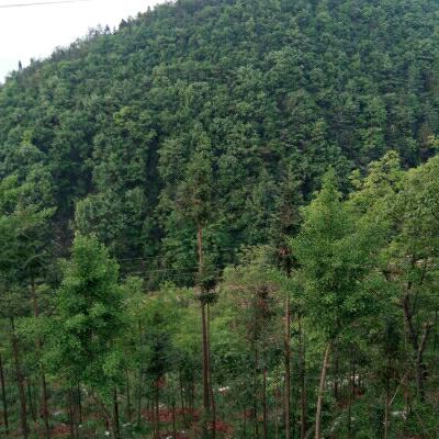 追风筝的人（不喜连赞）