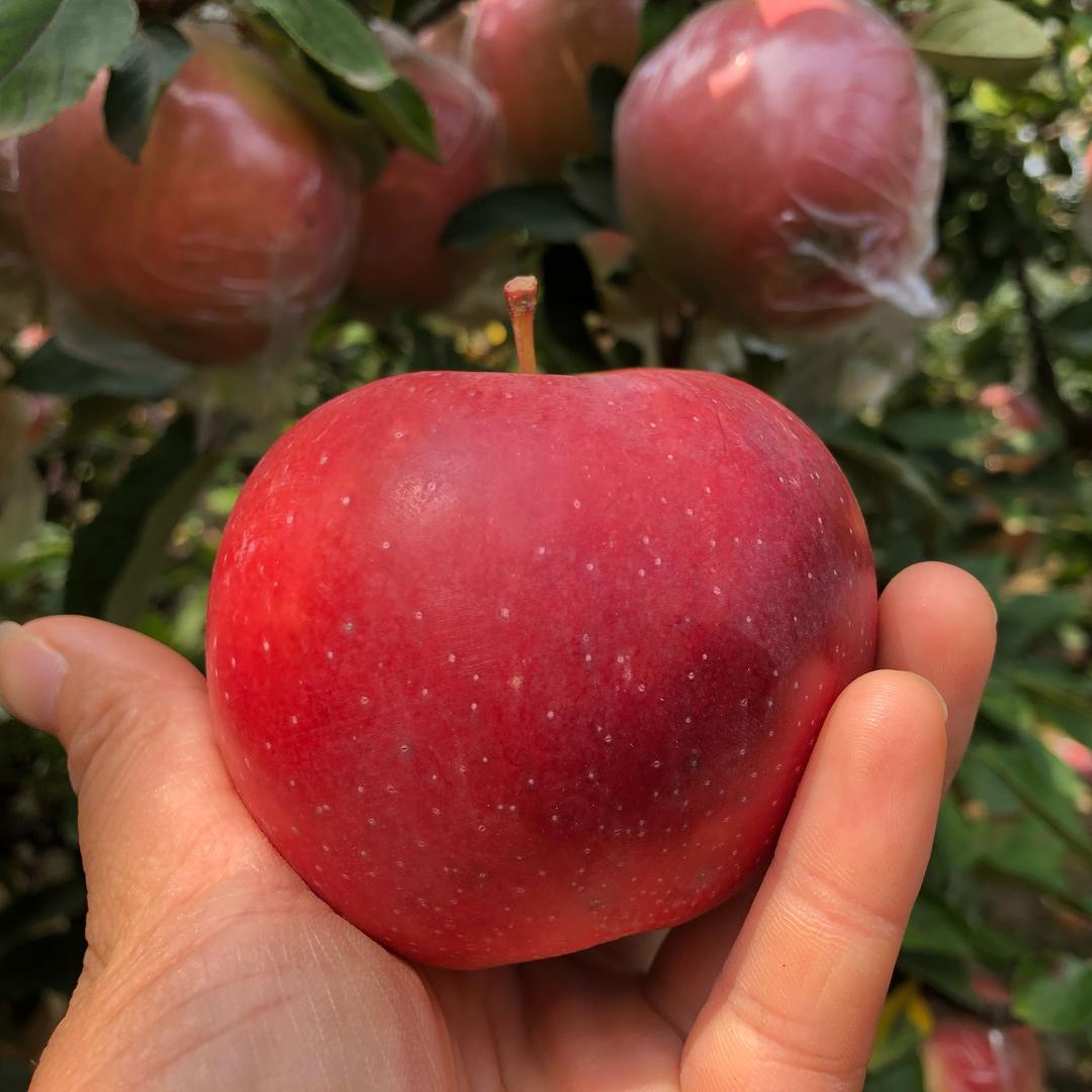 嘉之润果农家庄园