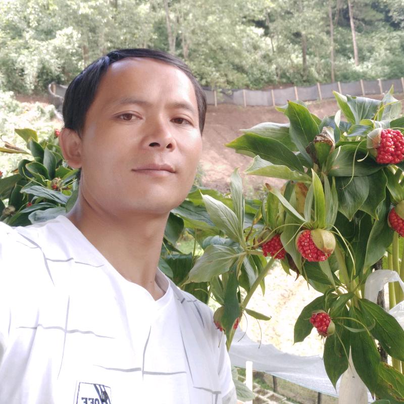 药中药七叶一枝花