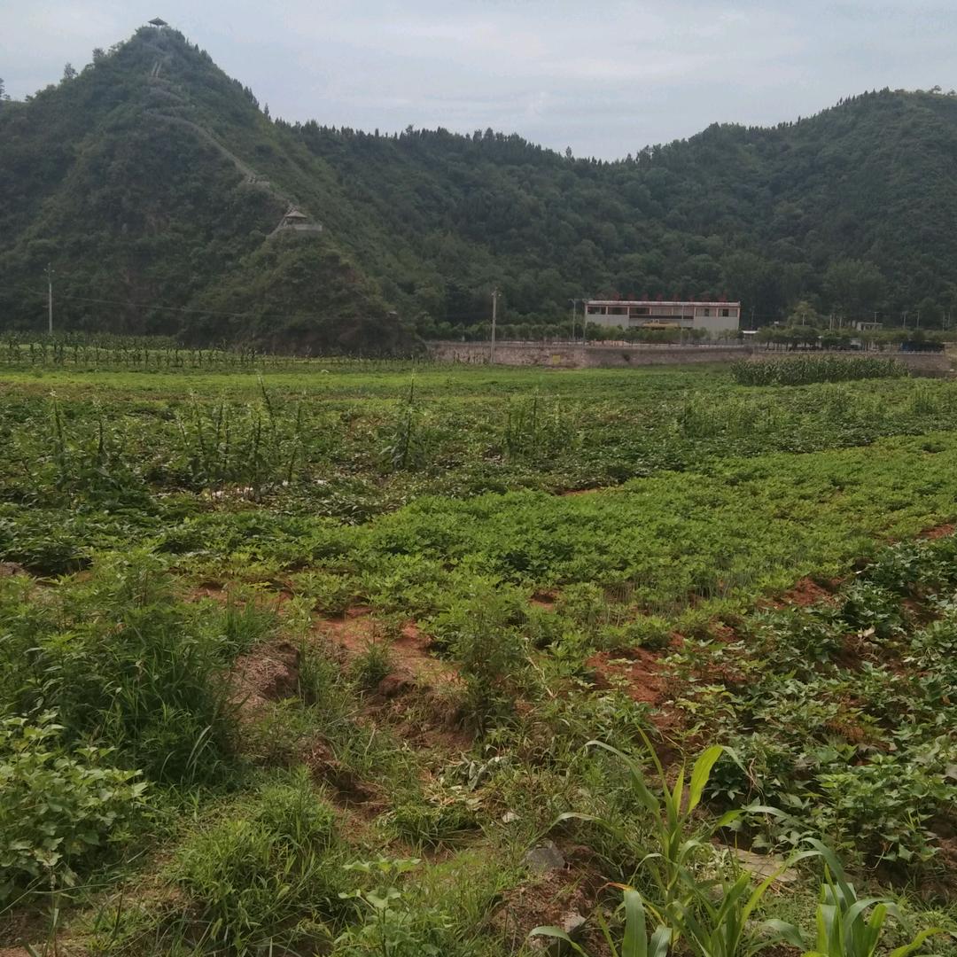 心想事成