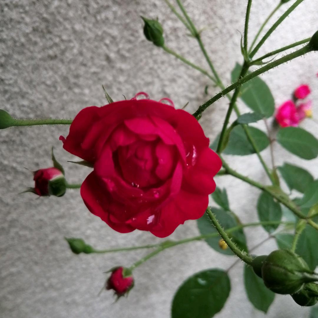 🍀ღ᭄ꦿ꯭四季ঞৣঁ安然প᭄᪲