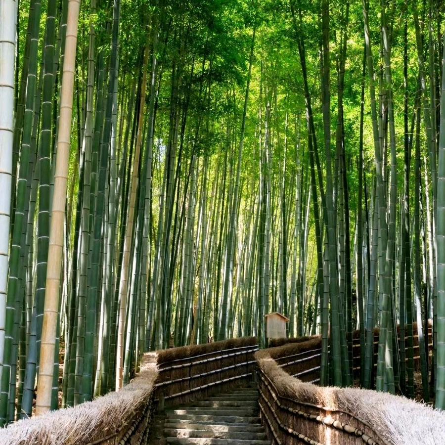 陈春明