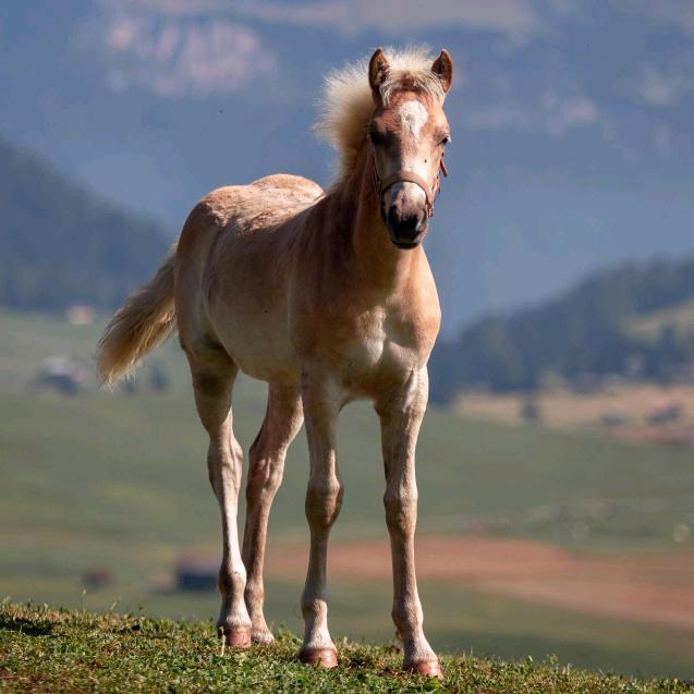 合作共赢《不忘初心》
