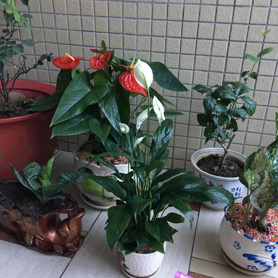 叶孤城