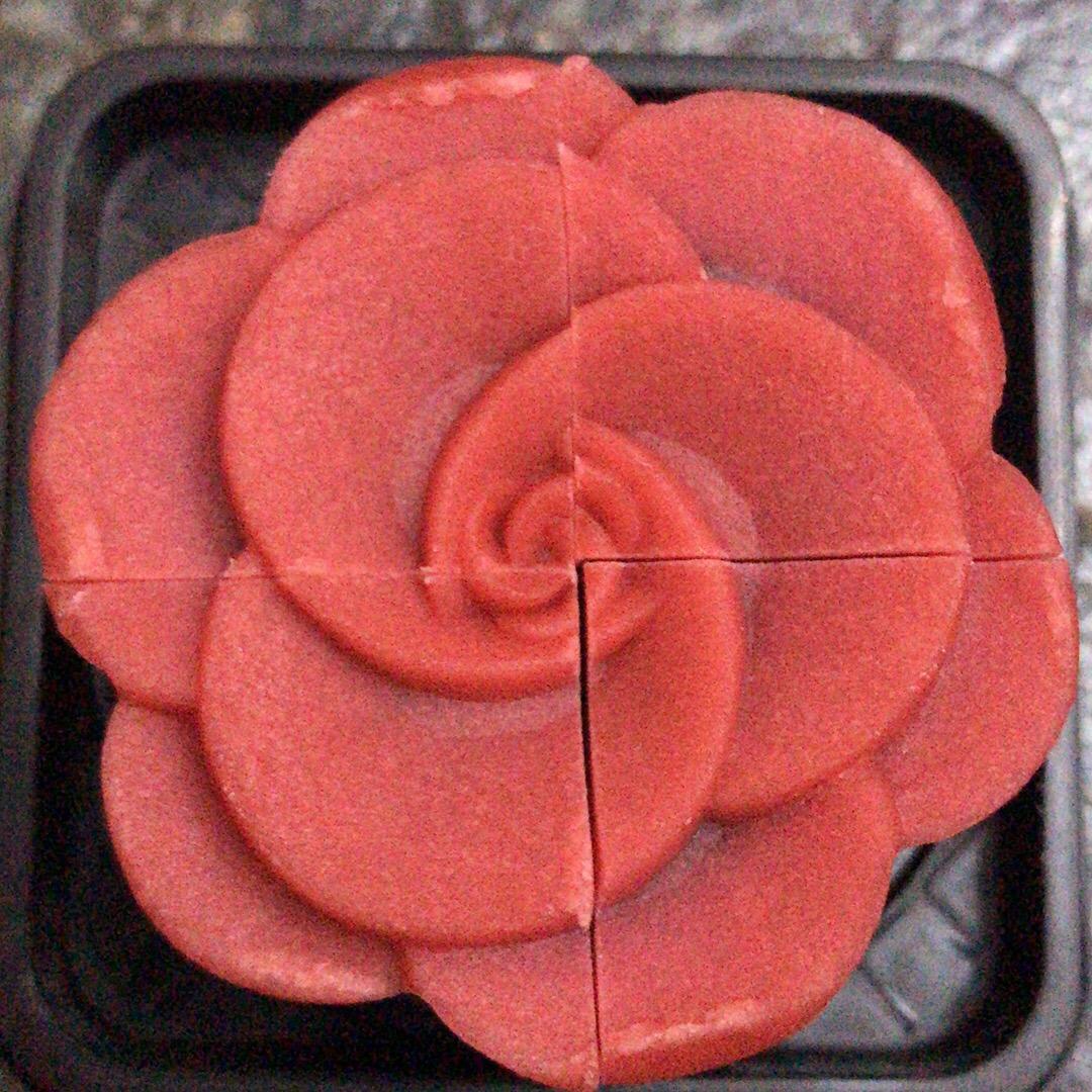 美花朵🌺