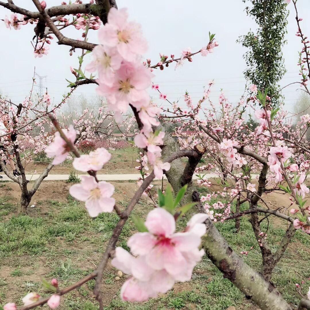 春林农场农村土货官方号