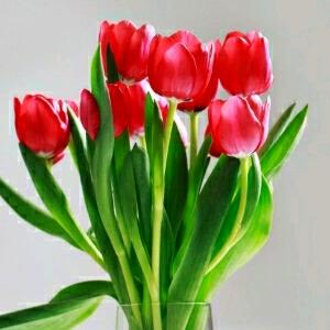 🌹 🌹 幸福🌹 🌹拒绝私聊