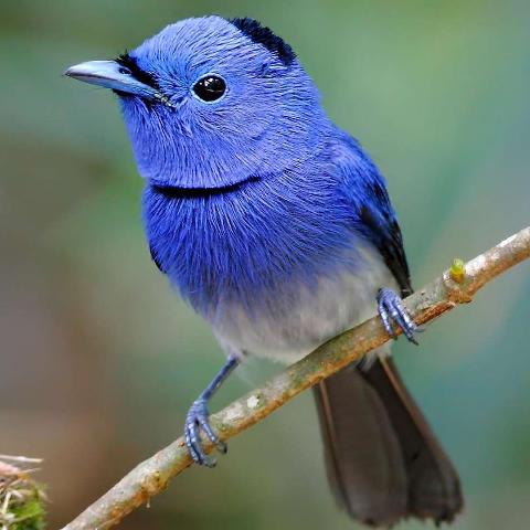 大虾《靠家人》