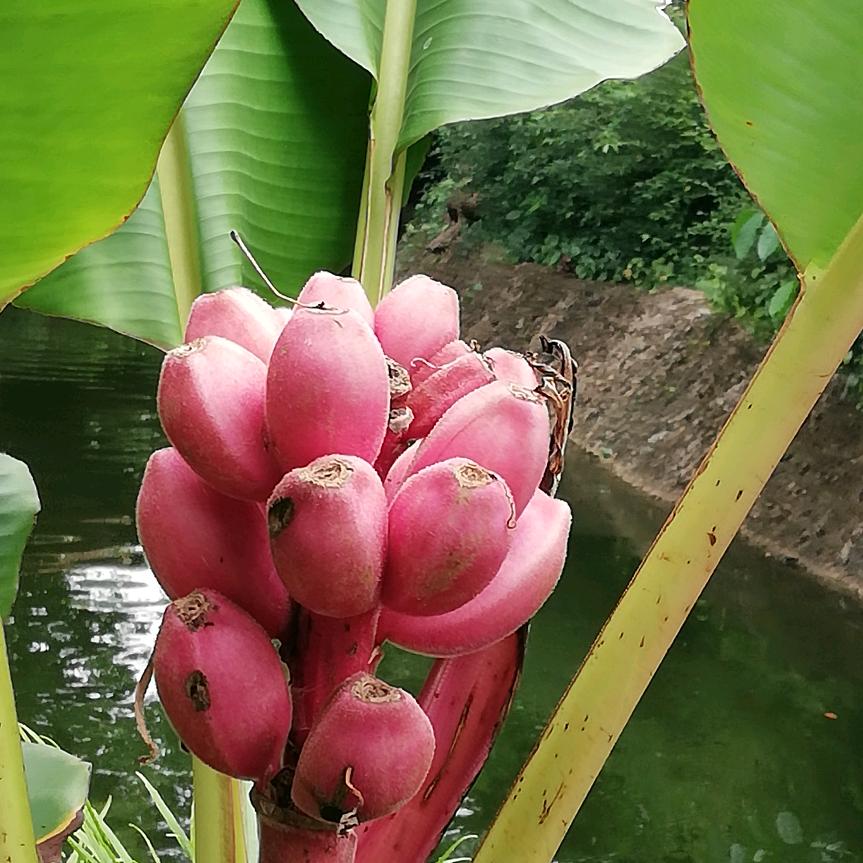 飞鸟