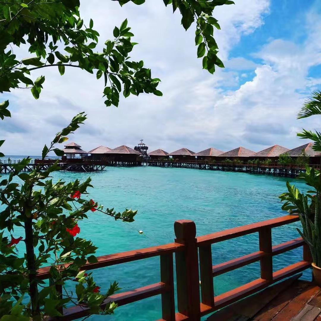 红嘴海鸥