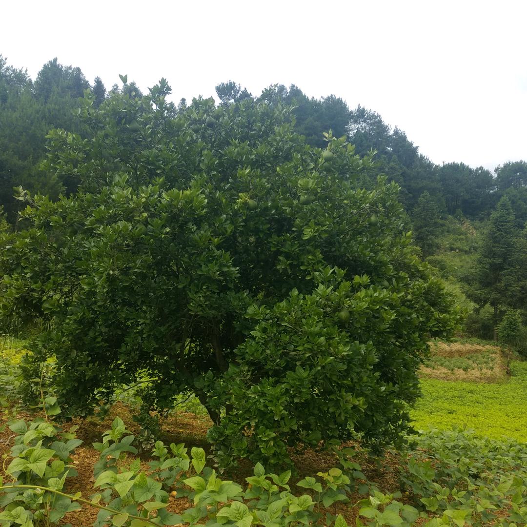 珍姐♥️👠《请勿连赞》