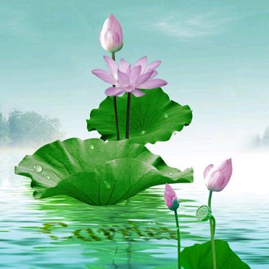 萤火虫