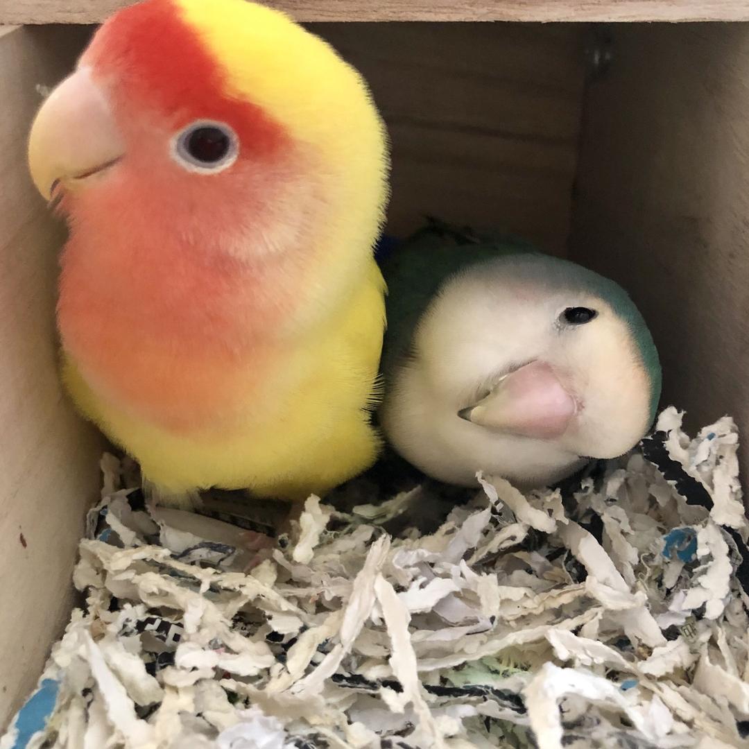 🌈小花姐姐