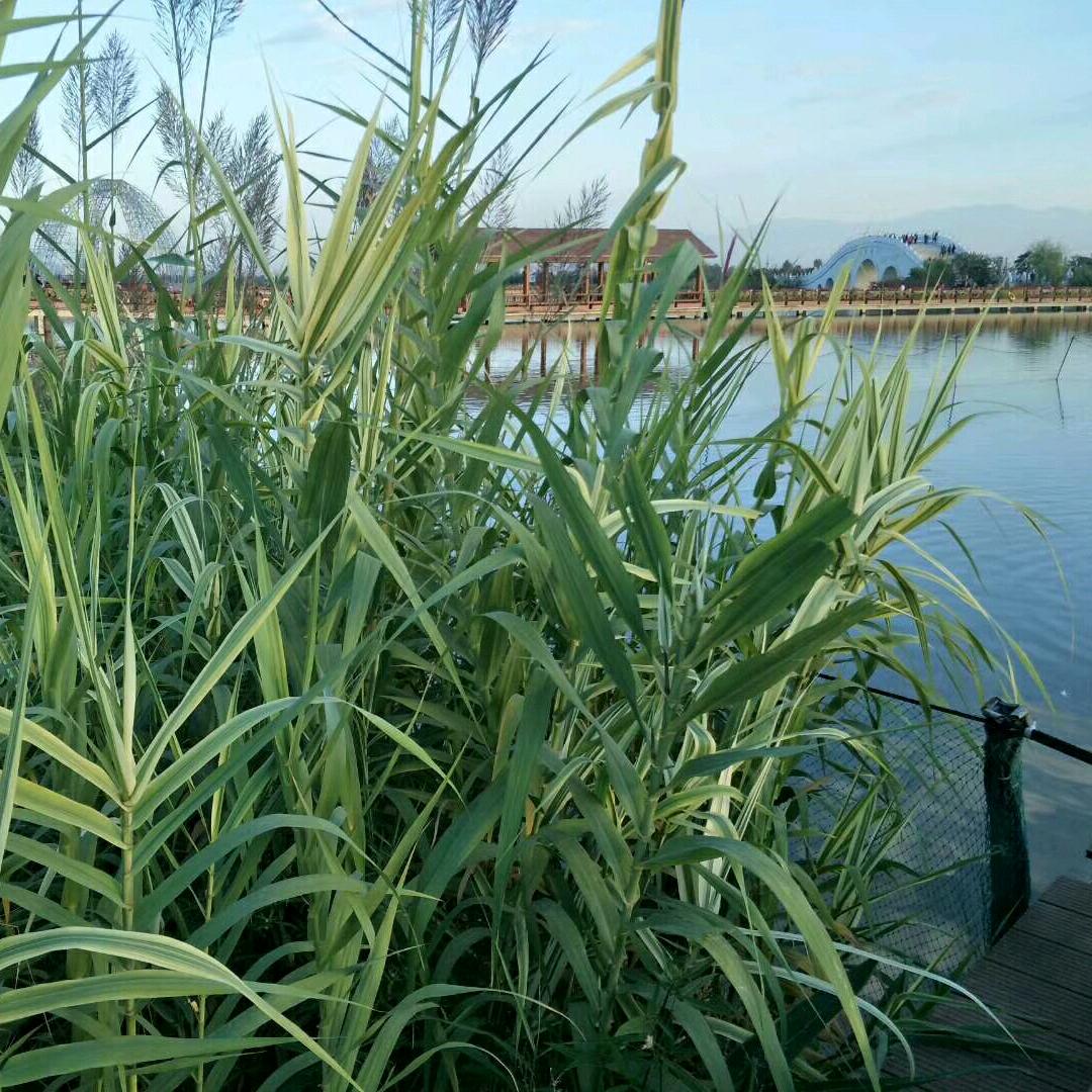 清歌一曲叹红尘