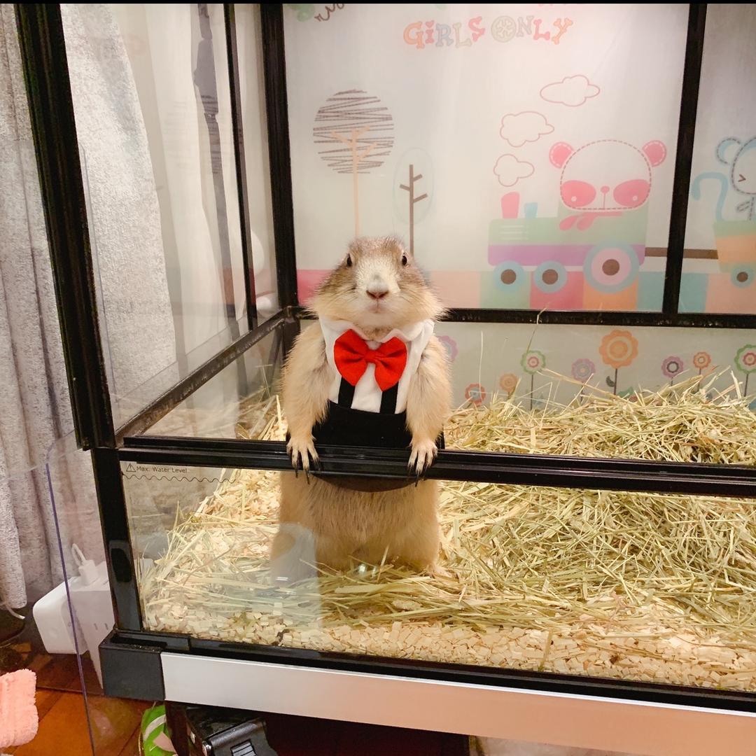 👻哈尼👑软萌土拨鼠🐹
