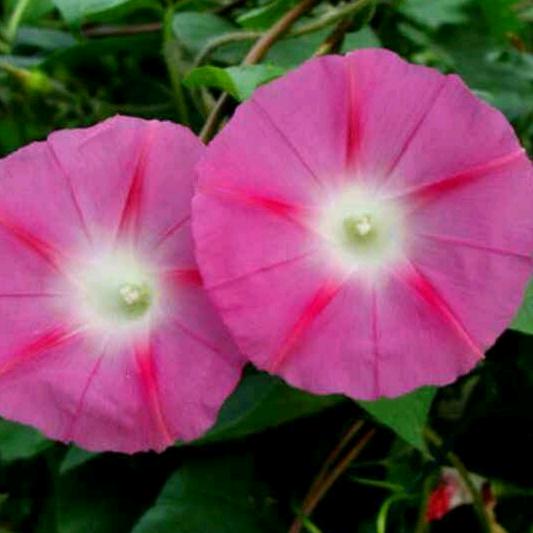 幸福像花儿一样