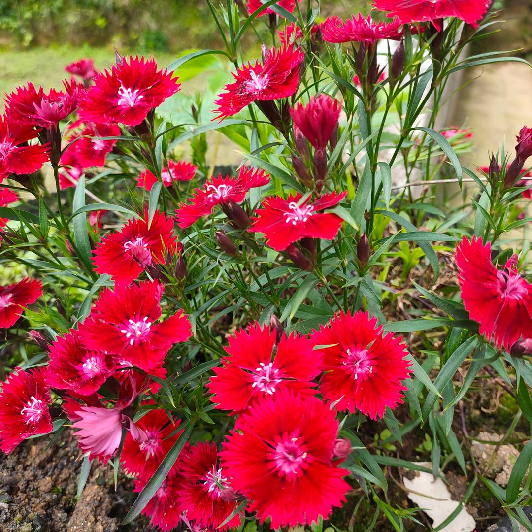 用户1848108916133@莲子